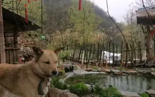 Tải video: 一家人，两只流浪狗，一只橘猫，在秦岭终南山间的山居生活