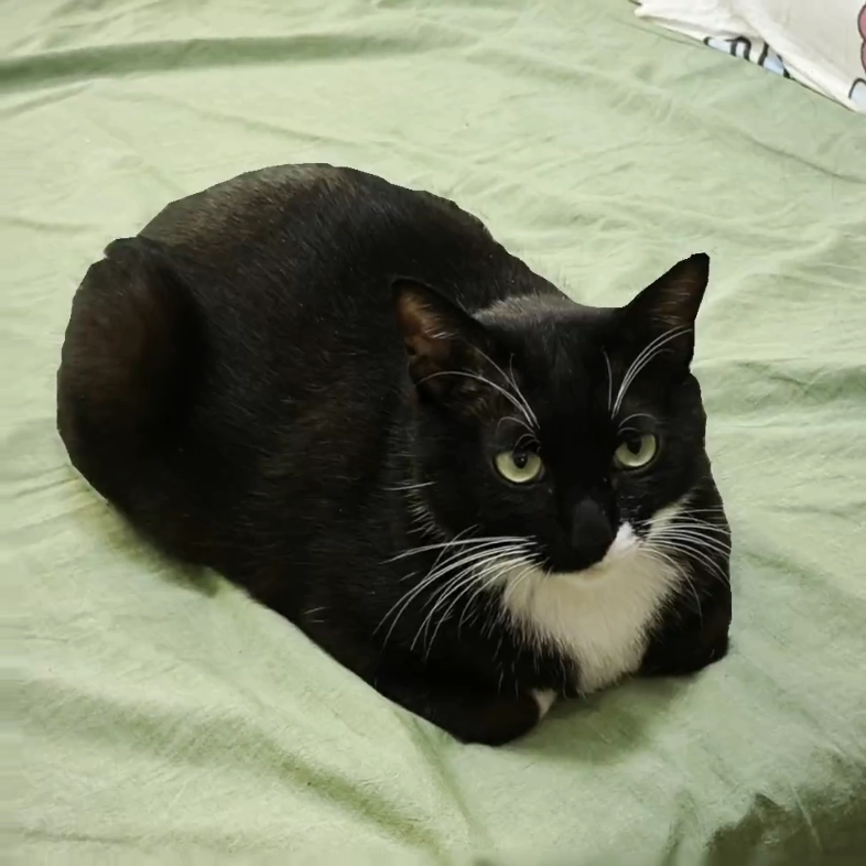 总觉得在哪里见过#maxwellcat