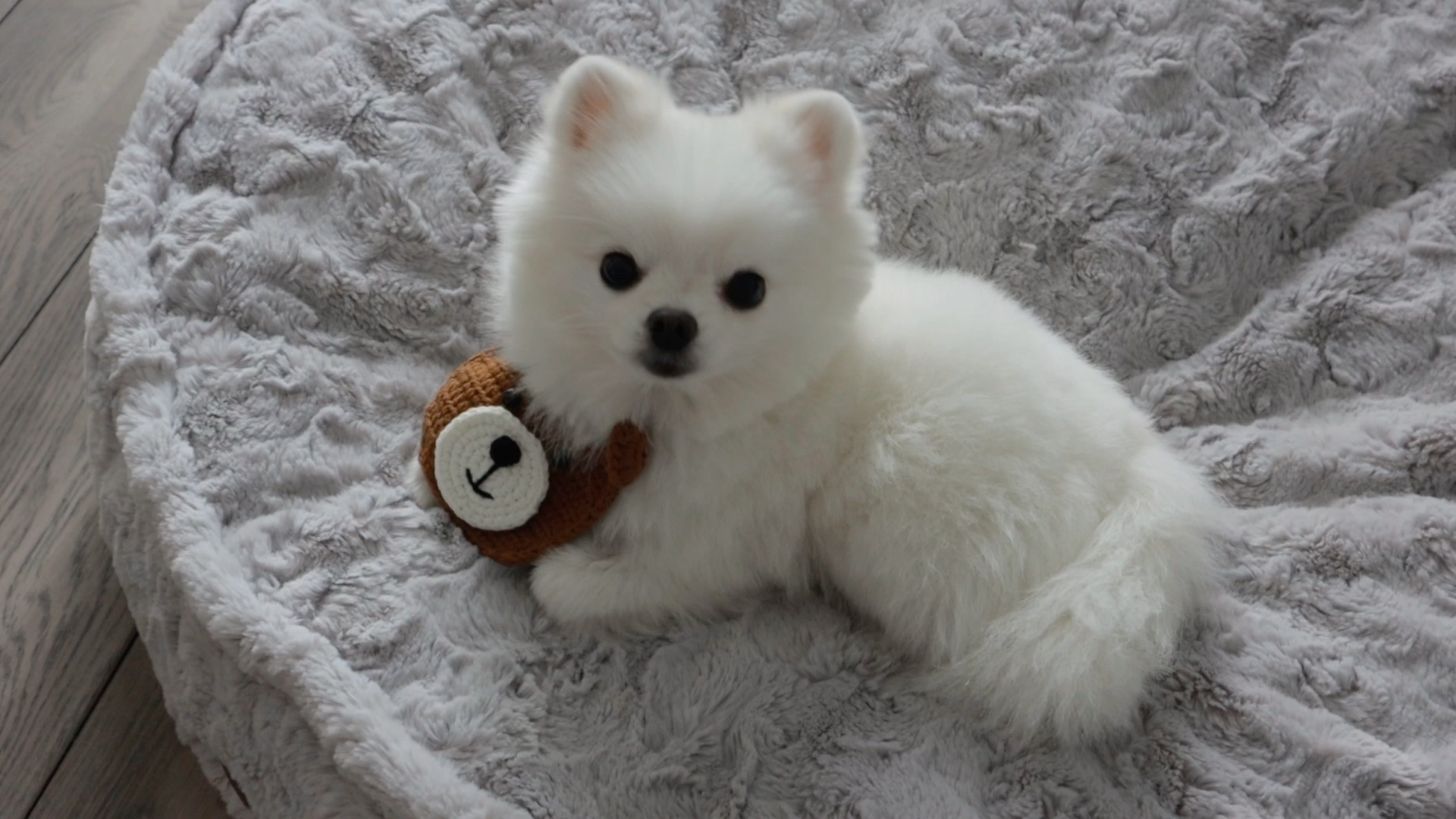 这只小狗儿好像能听懂音乐