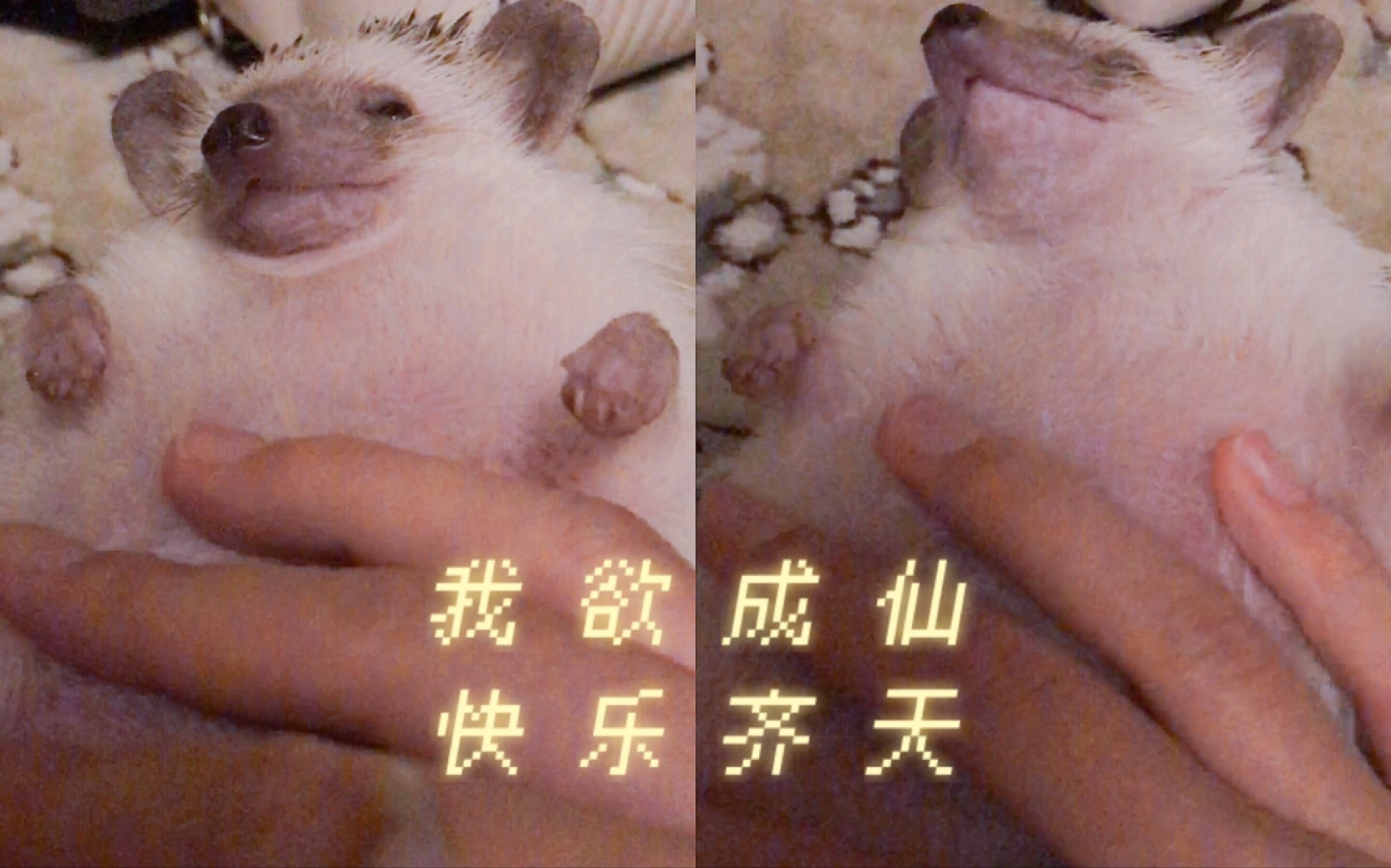 这feel倍儿爽哔哩哔哩bilibili