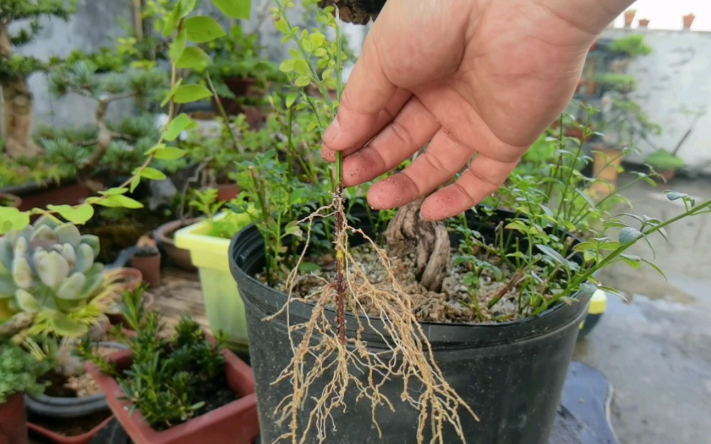 植物的无性繁殖之扦插,聊聊之扦插的米叶罗汉松、迎春、多肉等哔哩哔哩bilibili