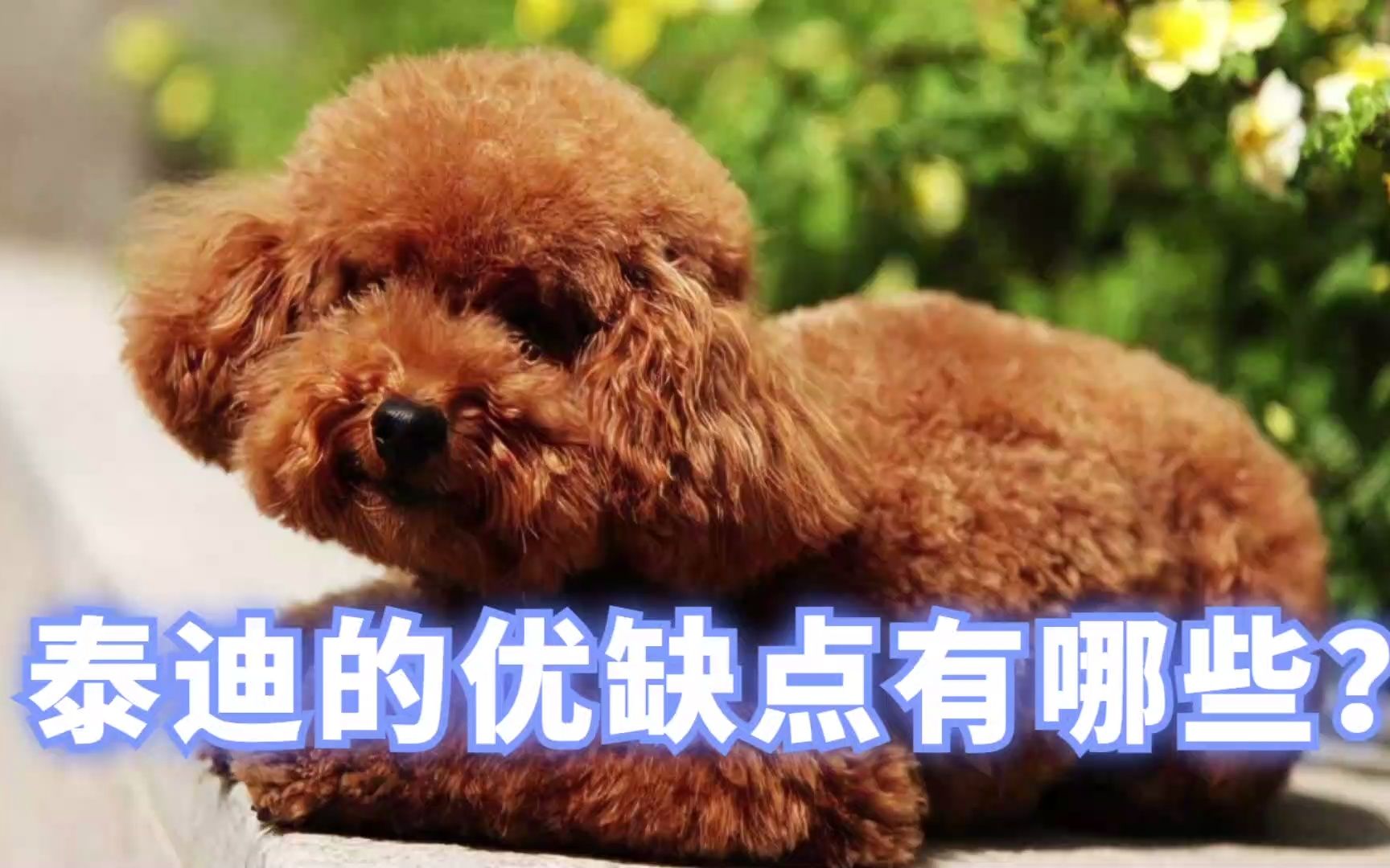 泰迪犬的优缺点有哪些?你知道吗?哔哩哔哩bilibili