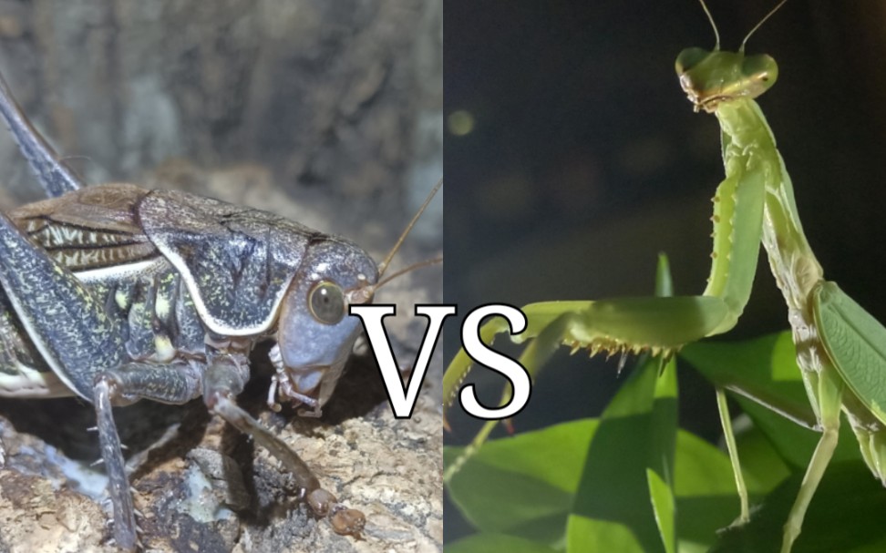 【教科书式的伏击】多刺斧螳vs隆线蝈螽