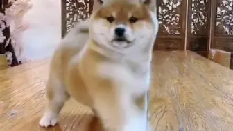 洗脑舞狮狗 一只会舞狮的汪 哔哩哔哩 Bilibili