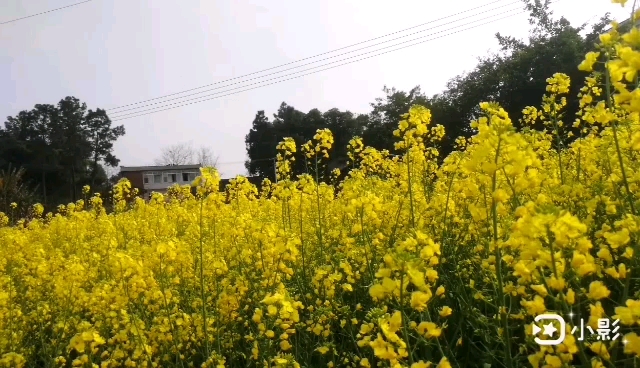 西南大学荣昌校区旁螺罐山上的油菜花田哔哩哔哩bilibili