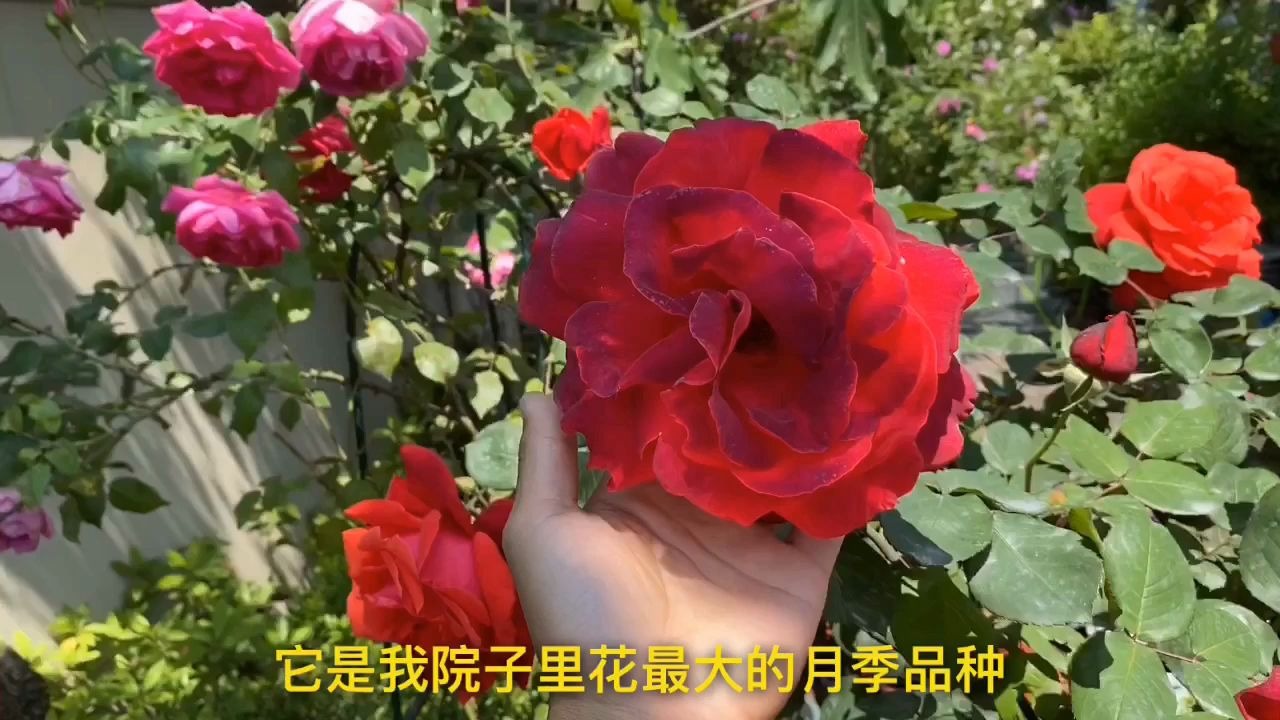 大花月季绯扇,颜色鲜红,花朵超大,适合嫁接山木香树月季