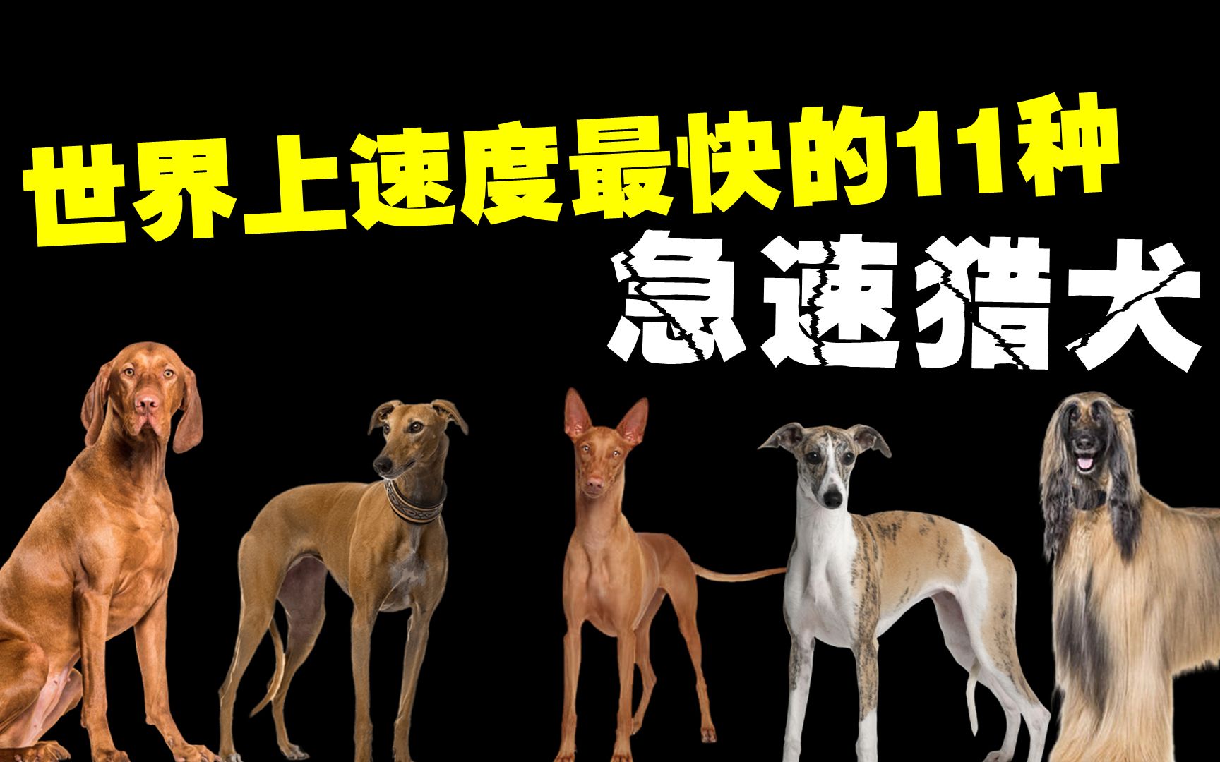 [图]世界上速度最快的11种狗，中东土豪才能养得起的急速猎犬！