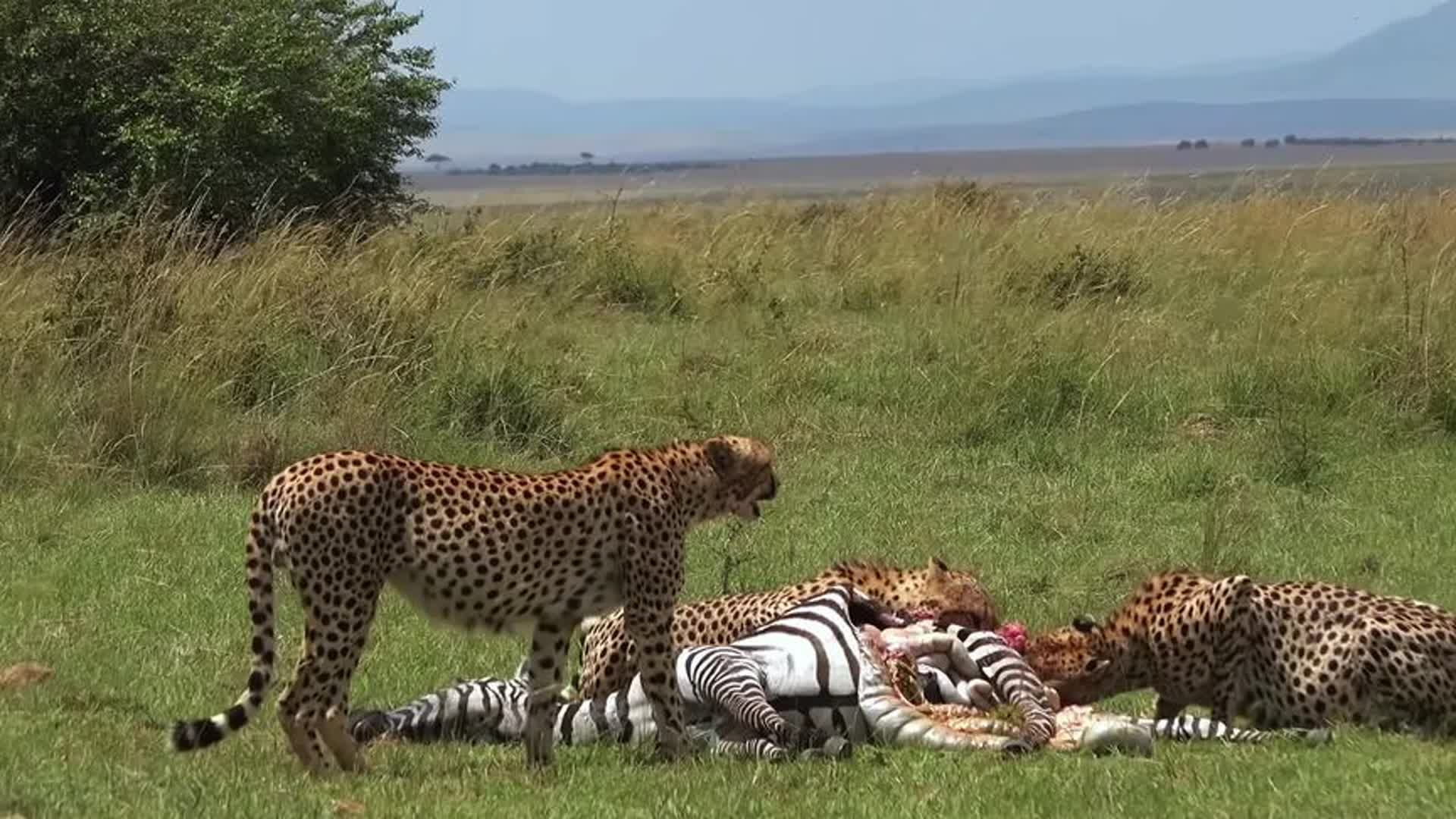 猎豹开膛破肚斑马啃肉吃,嗦骨碎粉肠散落一地,画面不忍直视