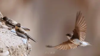 崖沙燕育雏
