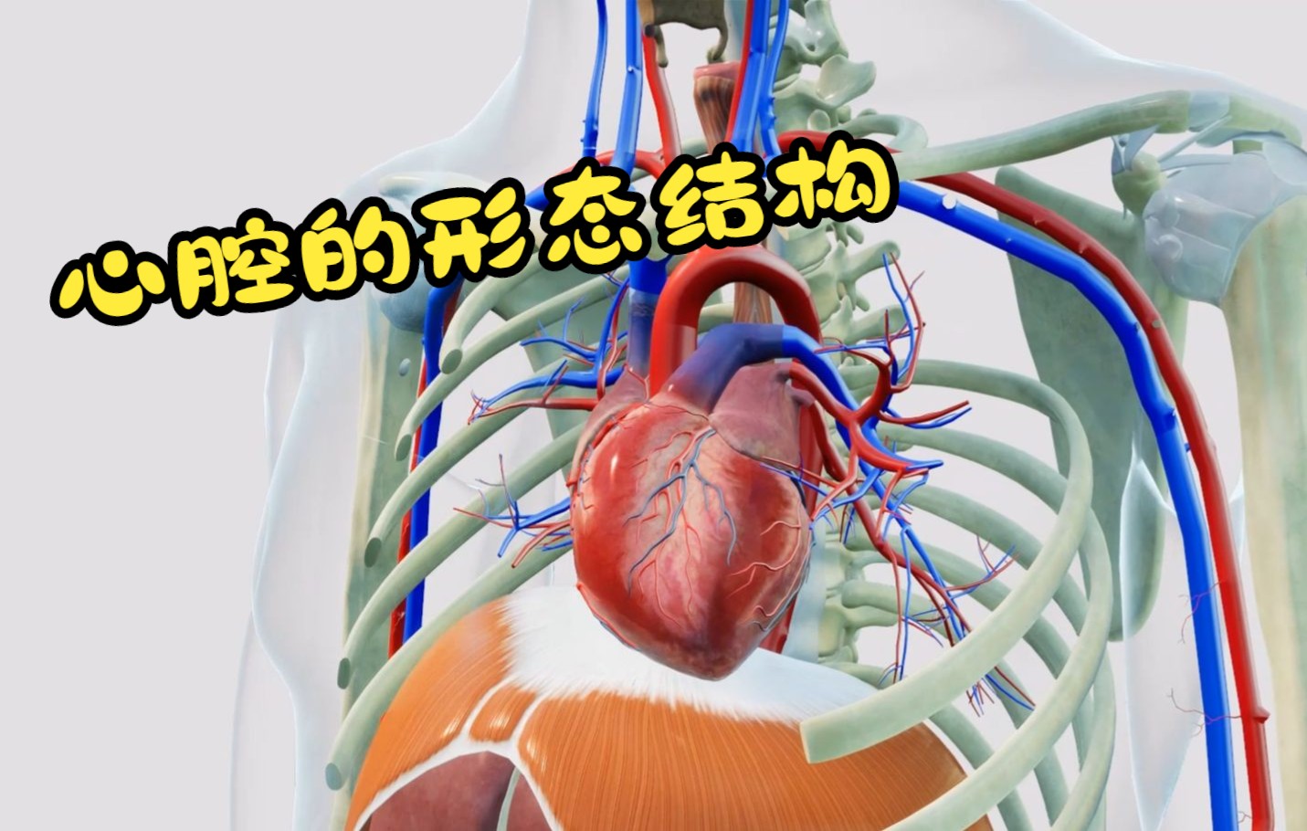 活动作品医学3d心腔的形态结构