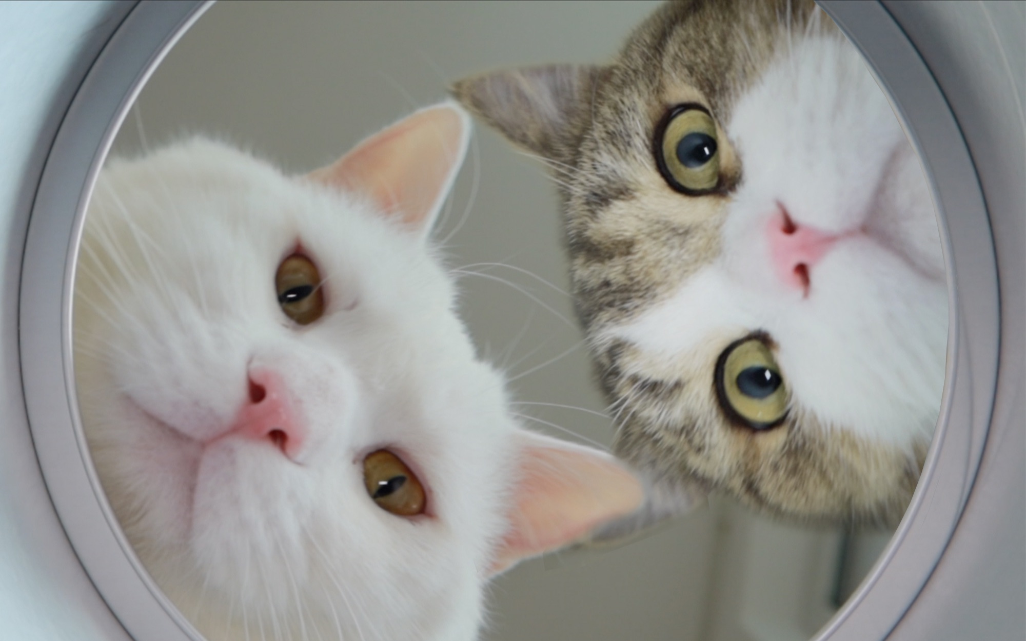 【第一视角看猫吃零食】猫:再看就把你吃掉!_哔哩哔哩 (゜-゜)つロ 干