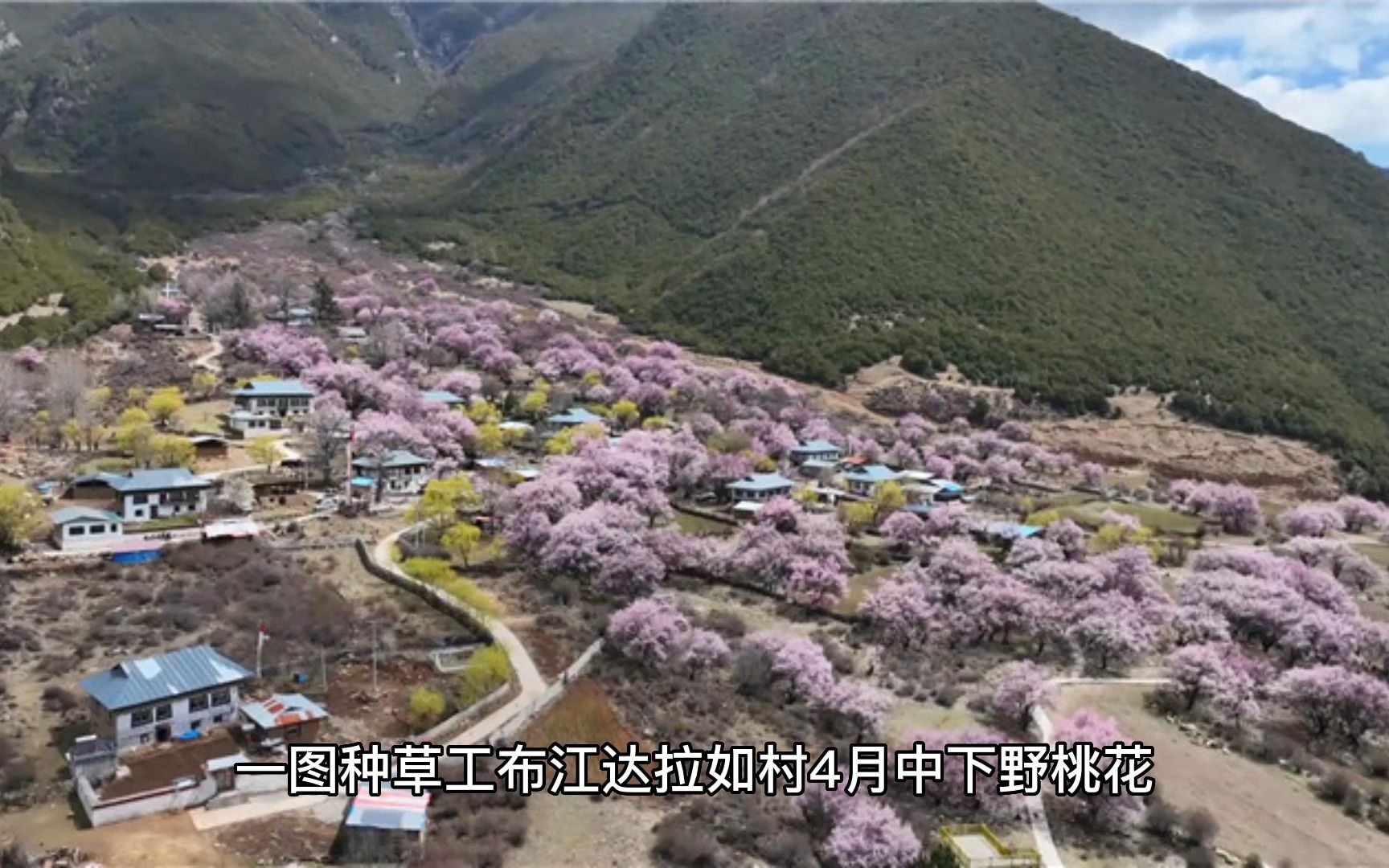 540421a02工布江达拉如村(林芝花期最晚的)4月中下旬野桃花