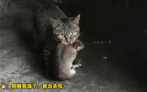 Download Video: 猫猫抓老鼠的高光时刻！超长混剪！