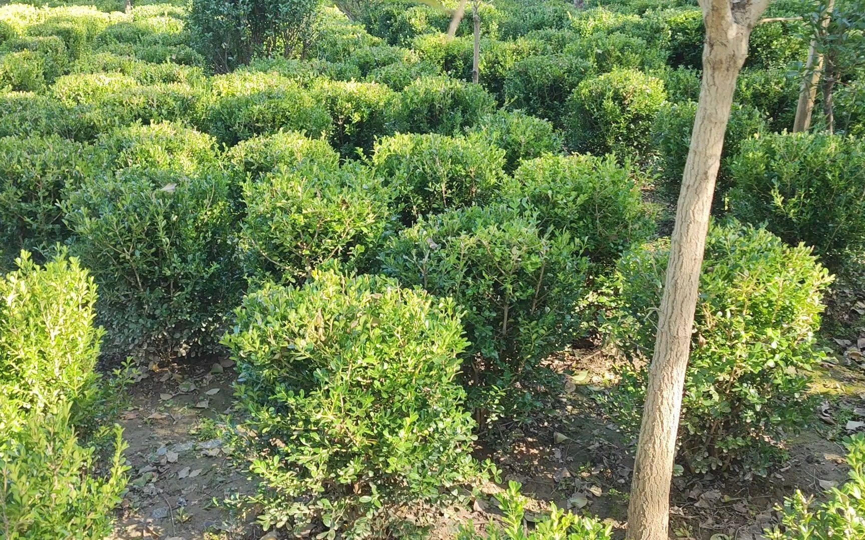 小叶黄杨球大叶黄杨球规格齐全-卉木园林