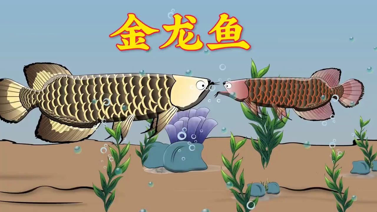 金龙鱼有危险躲到爸爸嘴里来.你知道平头哥吗?#原创动漫