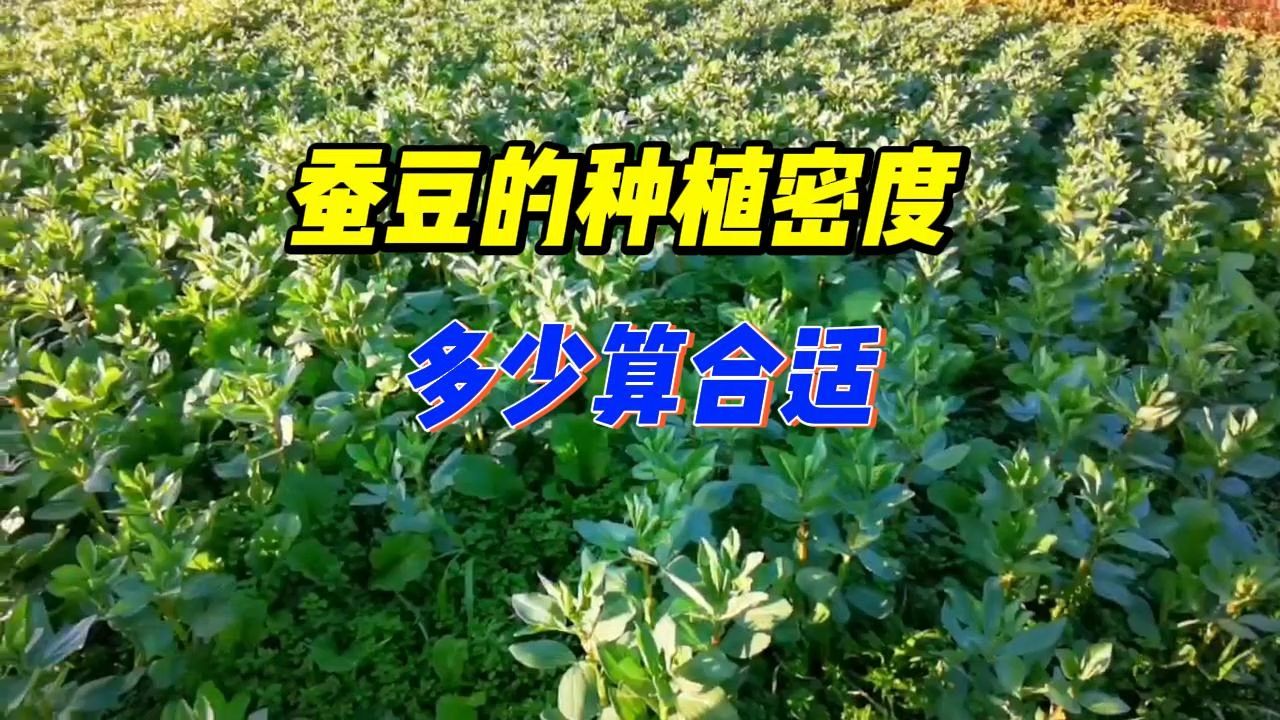 蚕豆的种植密度多少算合适哔哩哔哩bilibili