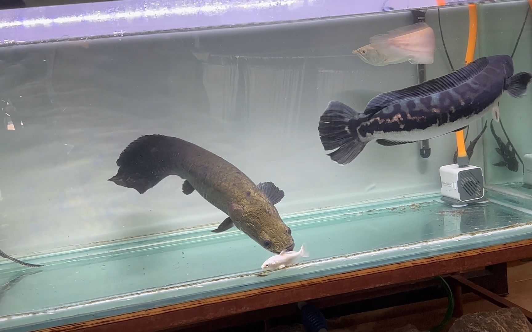 猛鱼捕食太凶猛,20厘米大草金被巨骨一口爆,大铅笔鱼一顿秒3条锦鲤!