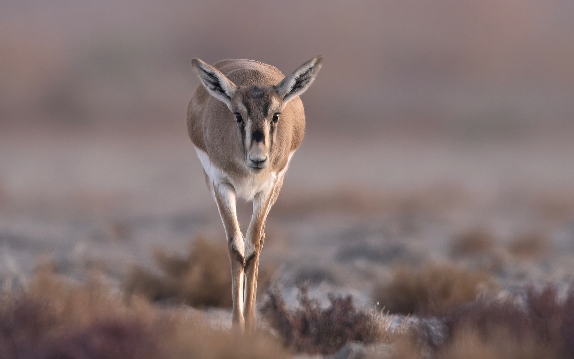 鹅喉羚撒欢:荒漠上的欢乐,鹅喉羚成群奔跑