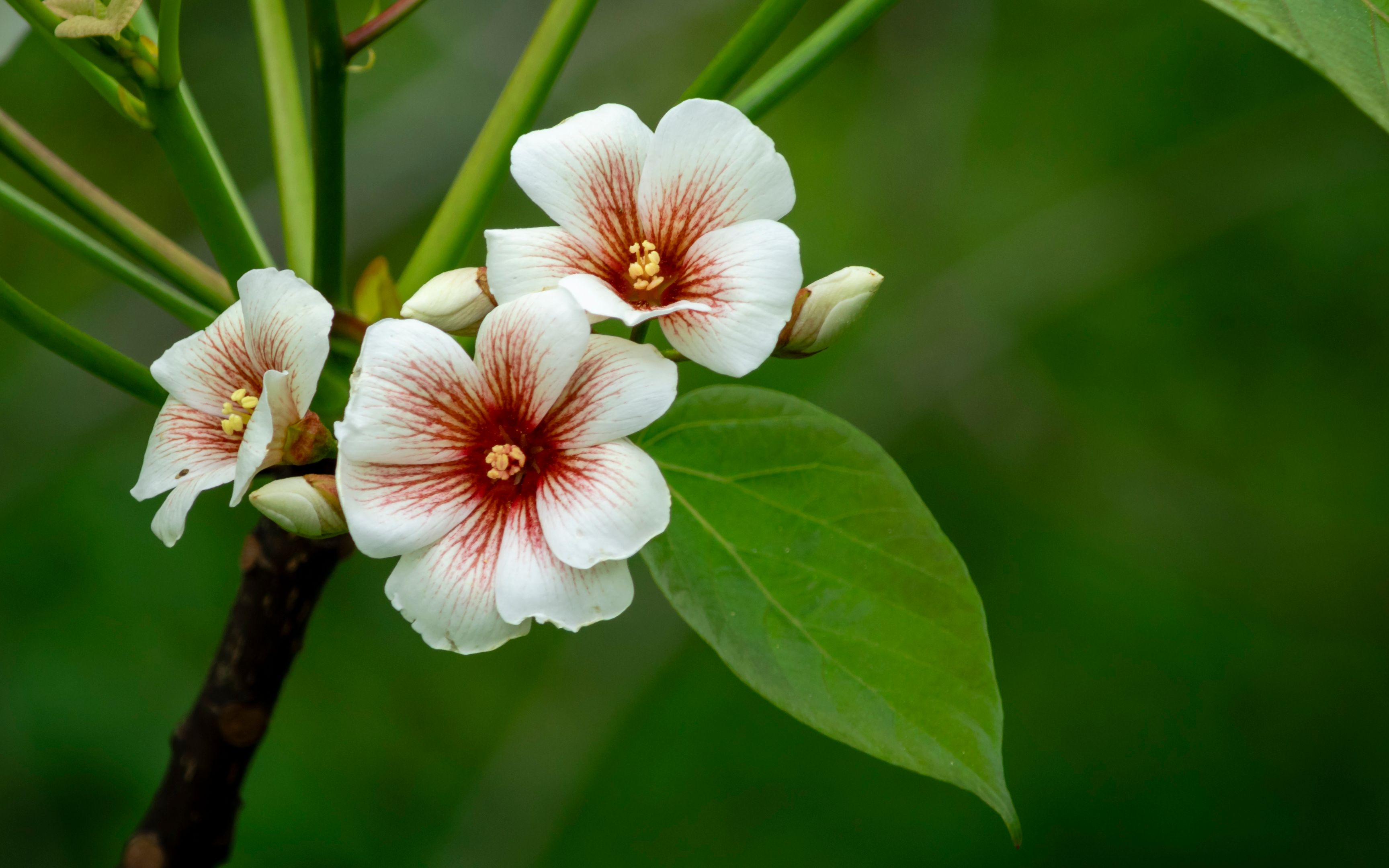 20190413_蓬蘽_泽珍珠菜