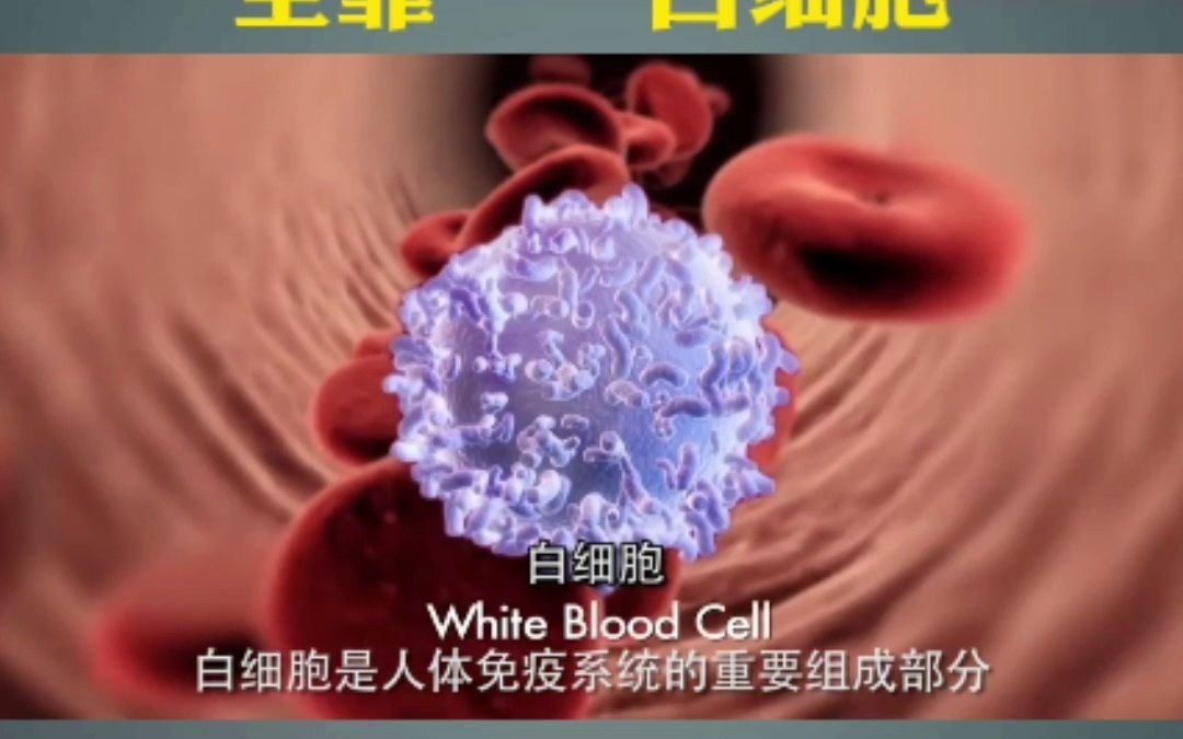 打赢细菌入侵这场仗全靠——白细胞