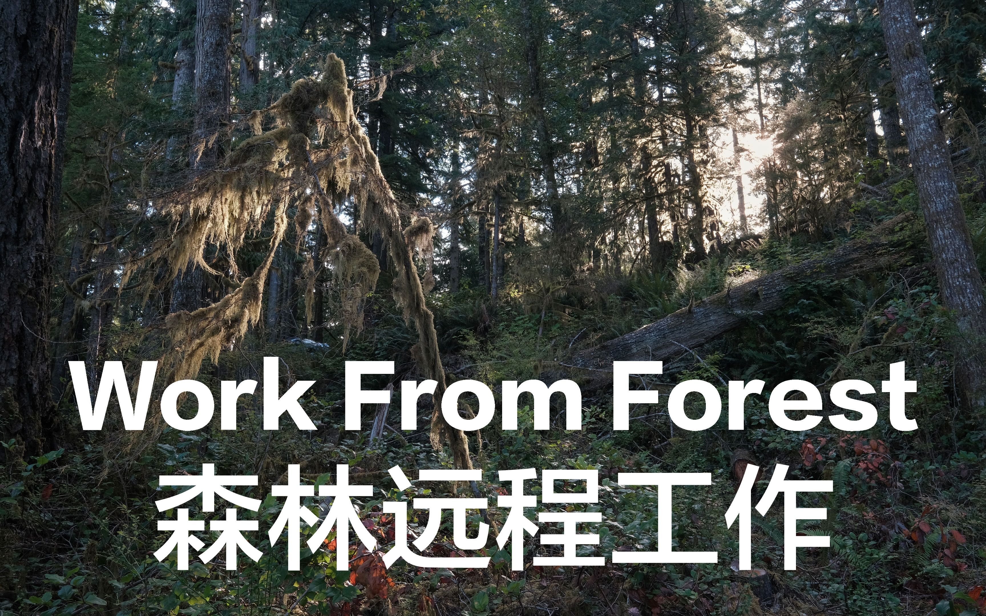 森林远程工作 Work from Forest | 4K哔哩哔哩bilibili