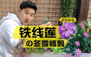 Video herunterladen: 植物界中的藤本皇后，能耐零下30度低温，和月季一样优秀！冬季修剪盘一波，春天开花翻倍多！