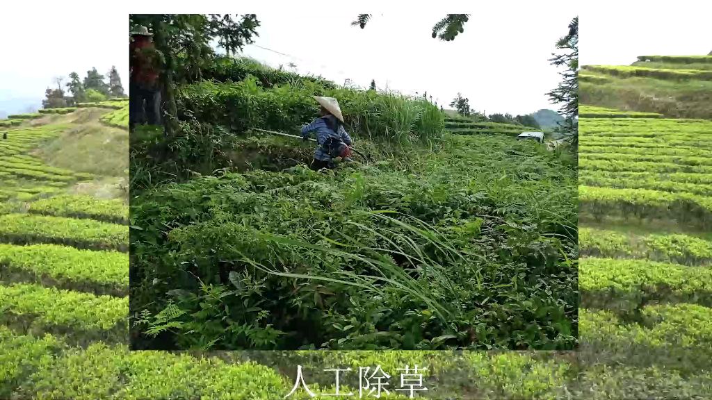 湖南潇湘茶业有限公司有机茶生产基地哔哩哔哩bilibili