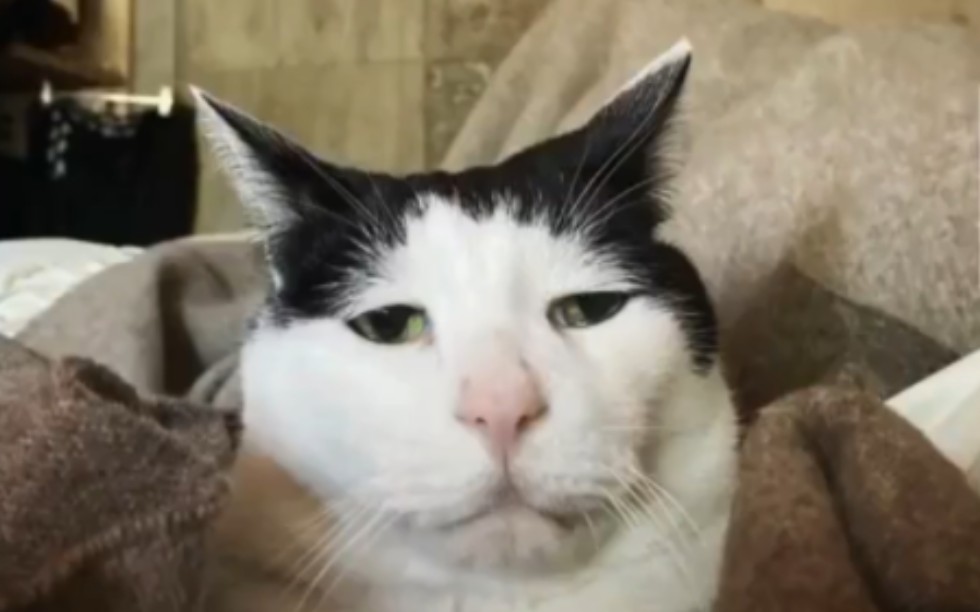 迷因猫猫-迷因猫猫-哔哩哔哩视频