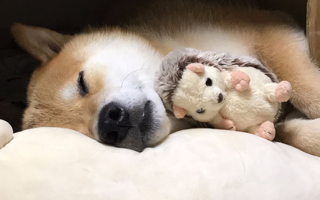 [柴犬maru的日常]睡觉时脑袋和手手都要放好哦~白熊君,刺猬君,大家