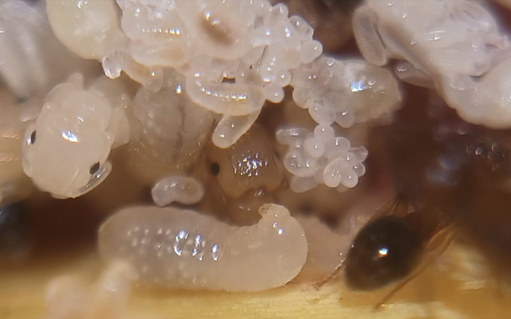 蚂蚁卵幼蛹成虫一览