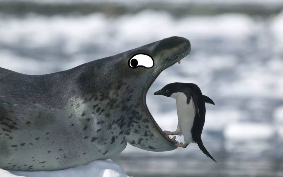 这货就是南极熊