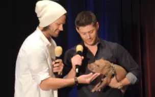 Download Video: SPN见面会：Jensen抱小猪！这是什么氛围啊www -2013 DallasCon 熟肉 中英字幕