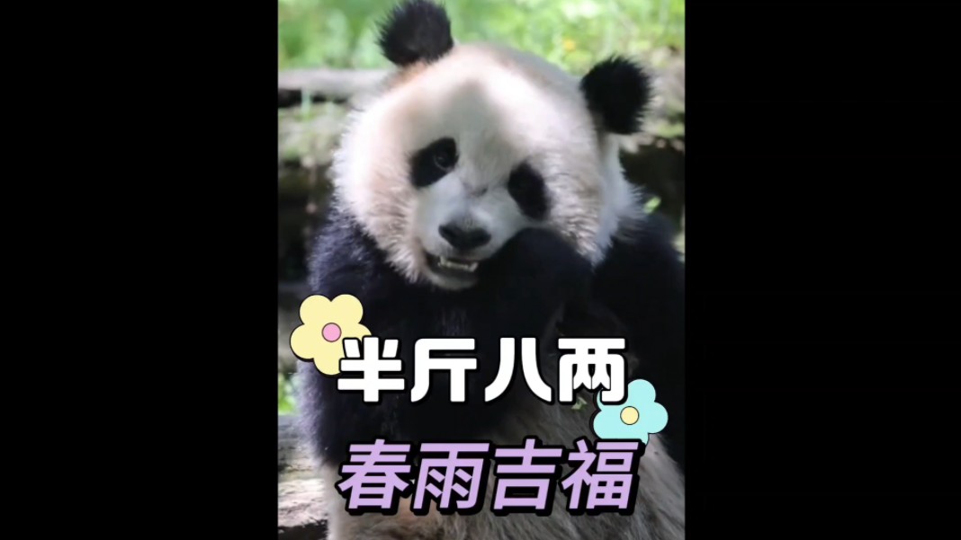 最近新出道的"半斤八两"组合火速出圈,两姐妹分别叫吉福和春雨,是两个