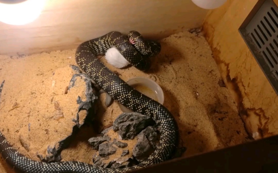 布鲁克王蛇和沙漠王蛇的周末喂食