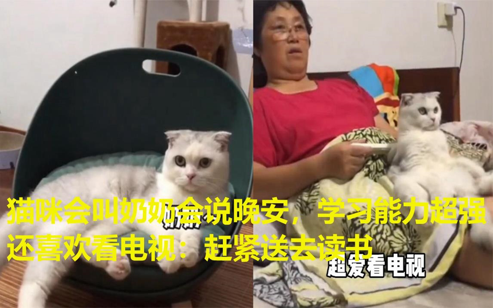 猫咪会叫奶奶会说晚安,学习能力超强还喜欢看电视:赶紧送去读书哔哩哔哩bilibili