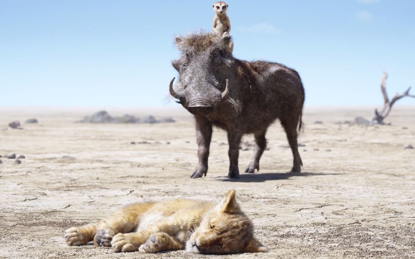 疣猪捡到一只小狮子,把它带回去当保镖,从此森林没人敢再欺负它