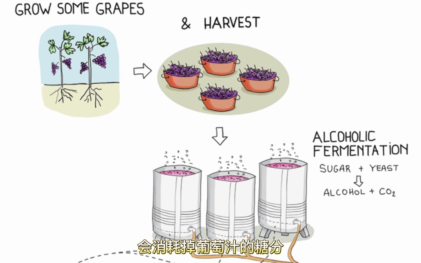 30秒了解葡萄酒是怎么酿造的?哔哩哔哩bilibili