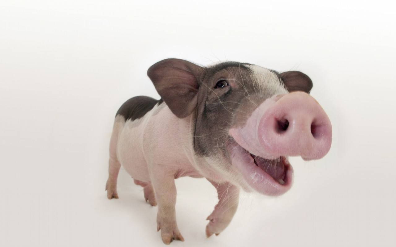 这波操作笑出猪叫声 歌手听了想打人.