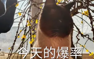 Скачать видео: 原来怪猎艾露猫的声音不是合成的