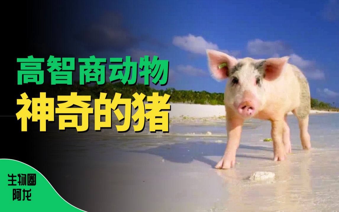 还骂人是猪猪脑子的高智商超乎你想象