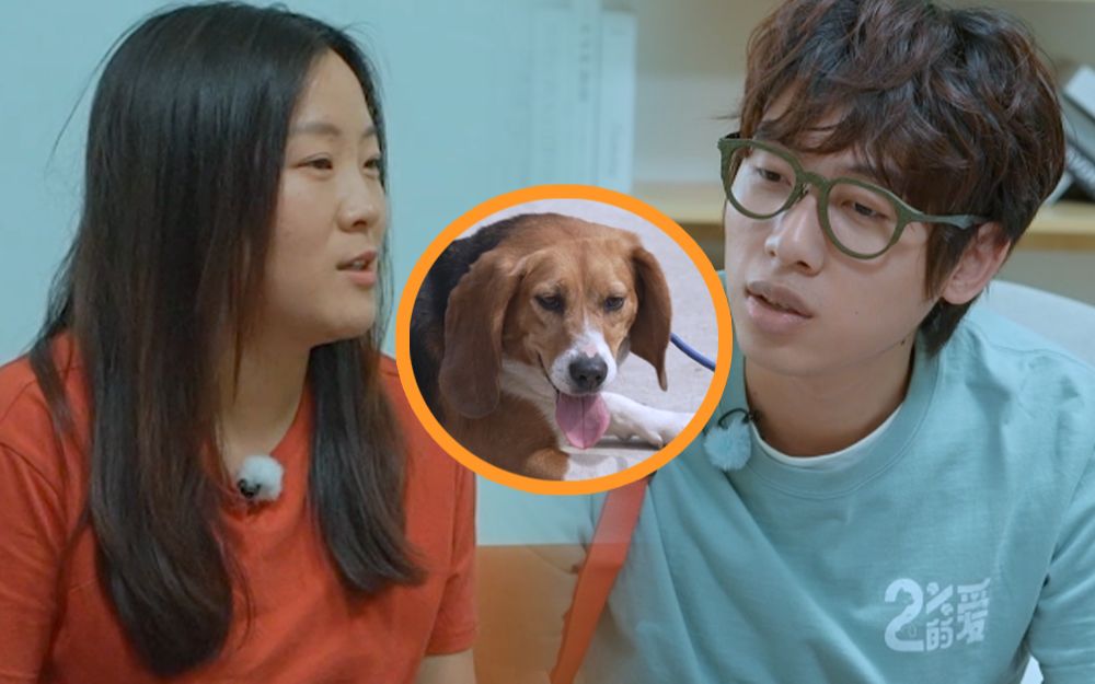 比格犬“小七”遇新领养人【百分之二的爱2】