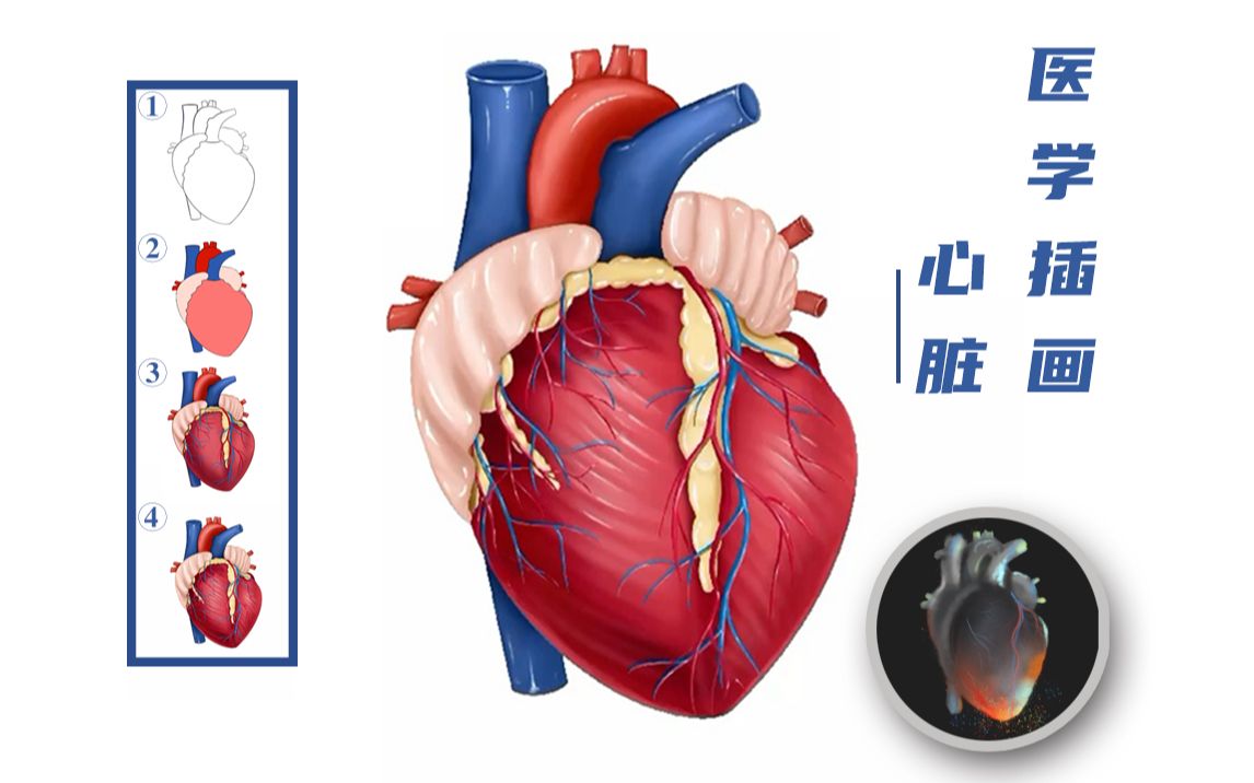 【医学插画】手绘心脏打卡~!哔哩哔哩bilibili