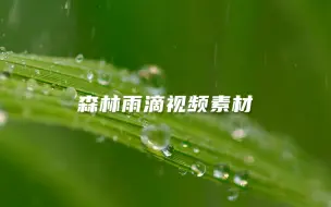 下载视频: 森林雨滴视频素材