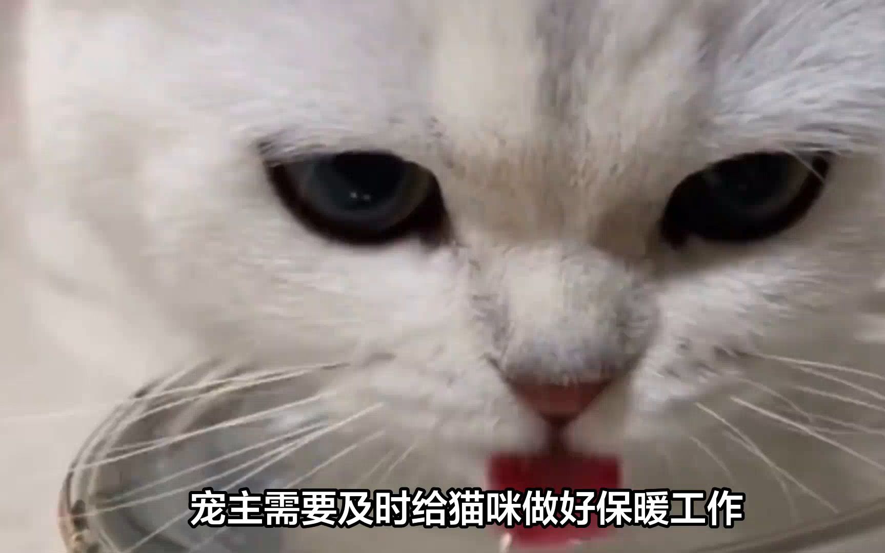 猫咪经常吐黄水怎么办?