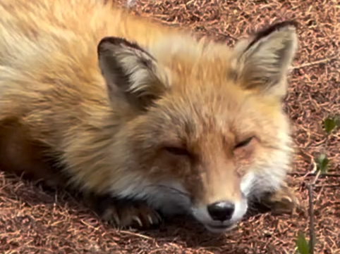 小狐狸发出奶猫的叫声 0815north_fox815