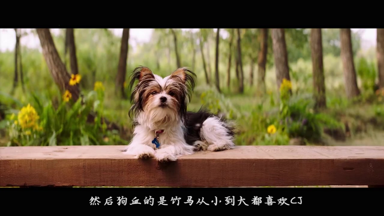 养狗人慎看一条狗的使命2依然很好哭但细思极恐