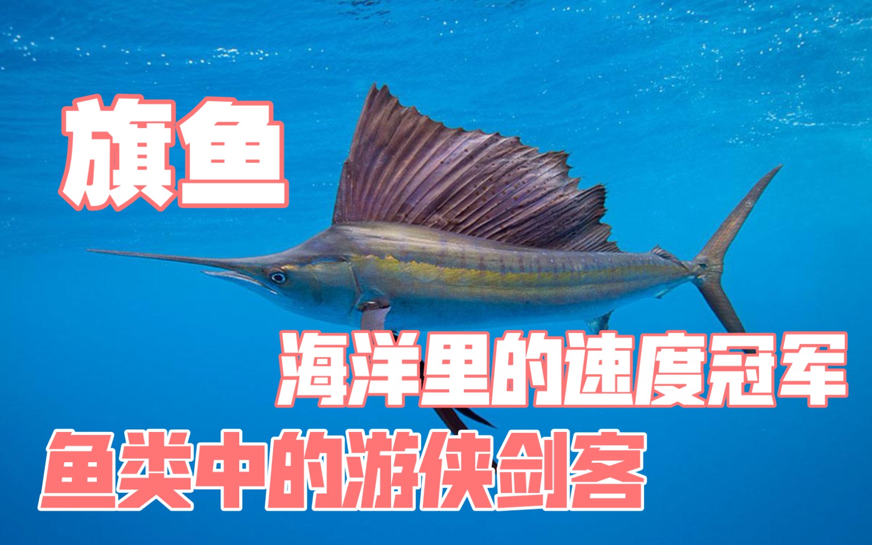 旗鱼海洋里的速度冠军,鱼类中的游侠剑客哔哩哔哩bilibili