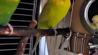 虎皮鹦鹉生孩子就像开盲盒