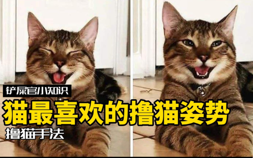 [图]5种撸猫手法，让小猫咪直呼还要！