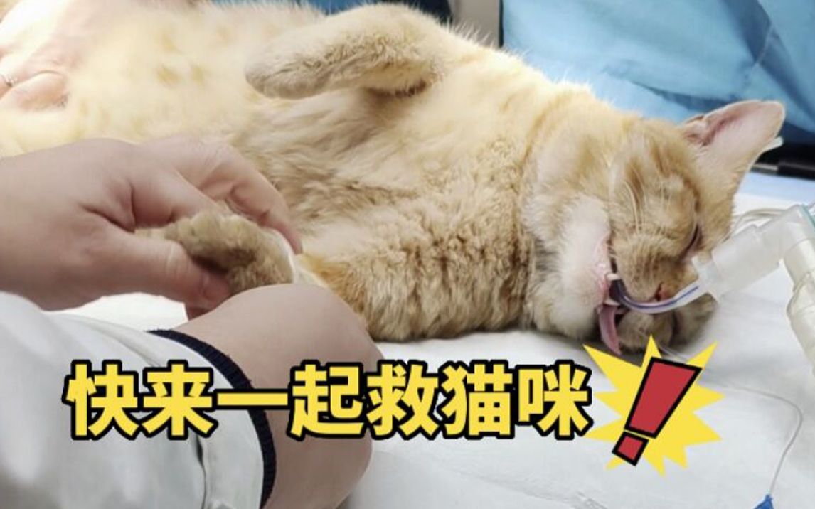 快来一起救猫咪!哔哩哔哩bilibili